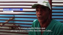 Primeiro tigre branco cubano