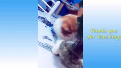 Funny and Cute Cat's Life  Cats Funniest Cats - Awesome Cute Pet Animals Life