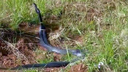 İki yılanın dansını gören çiftçi, hemen telefonunu çıkardı