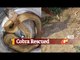 Cobra Kept Inside Plastic Container Rescued In Odisha | OTV News
