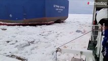 Marineros rusos rescatan a un perro que estaba perdido en medio del hielo del Ártico