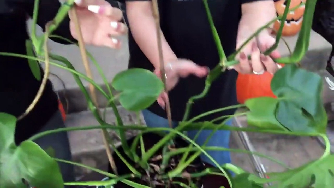 Secrets To Staking Up Plants! Staking A Monstera Borginsana | Bamboo Staking Method For A Monstera