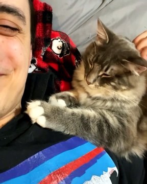 Owner Pets Cat, Cat Pets Owner