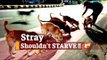 Odisha Govt Asks ULBs To Feed Stray Animals During Lockdown | OTV News