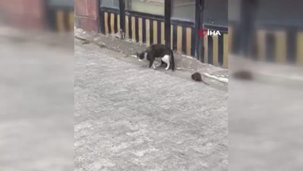 Fare kediye meydan okursa