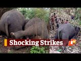 Tragic! 18 Elephants Killed In Lightning Strike In Assam | OTV News