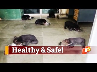 Bear Cubs Rescued Recently Now Safe & Healthy In Nandankan Zoo | OTV News