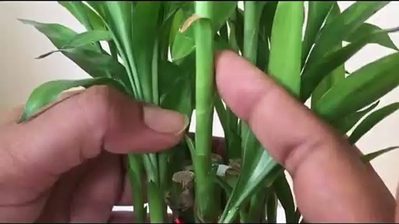 How To Grow Lucky Bamboo From Cuttings|| How To Propagate Lucky Bamboo- Backyard Gardening