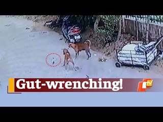 Watch: Odisha Man Arrested For Throwing Kittens In Front of Dogs To Be Preyed | OTV News