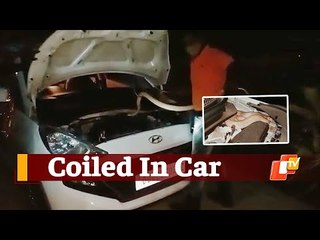 Watch: Cobra Rescued from Car Bonnet In Odisha’s Pipili | OTV News