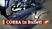 Cobra Found Eerily Coiled On Motorcycle In Odisha’s Jajpur | OTV News