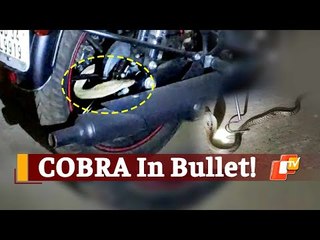 Cobra Found Eerily Coiled On Motorcycle In Odisha’s Jajpur | OTV News