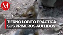 Lobito practica sus aullidos en el zoológico de Chapultepec