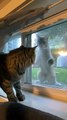 Neighbor Cat Sneaks up on Cat Staring Out of the Window