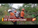 #CycloneYaas: Scenes Of Destruction In Mayurbhanj, Trees Uprooted, Houses Damaged | OTV News