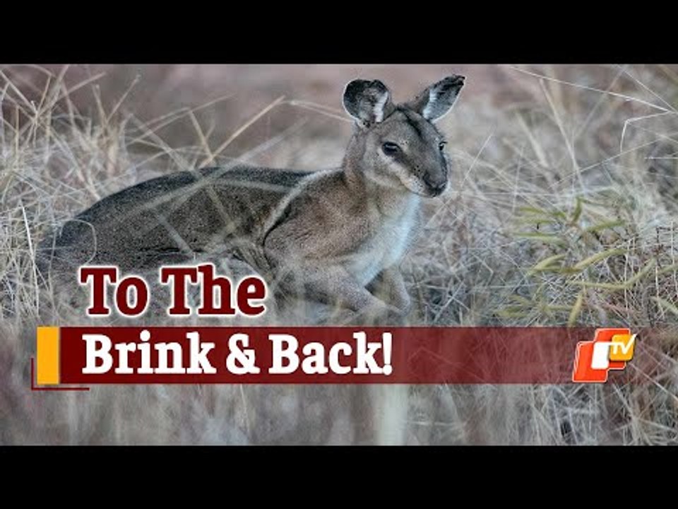 Australian Wallabies Saved From Extinction | OTV News
