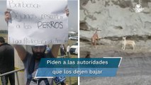 Piden rescatistas que les permitan sacar a los perritos del socavón de Puebla