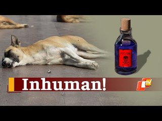 Odisha Woman Poisons Six Stray Dogs To Death For Damaging Her Vehicle