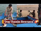 Stray Dog Marooned On Island Created Overnight By Sea Current Rescued By Odisha Forest Officials