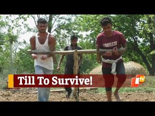Unable To Buy Bullocks, Odisha Farmers Drag Plough With Bare Arms | OTV News