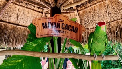 The Mayan Cacao Company Tour (Cozumel, Mexico) - Travel VLOG Video Tour & Review