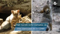 Captan en video los primeros aullidos de cachorro de lobo nacido en Zoológico de Chapultepec