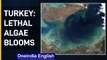 Turkey: Marine slime blooms off| Lethal Algae Blooms | Oneindia News