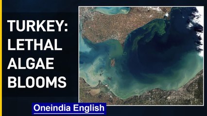 Turkey: Marine slime blooms off| Lethal Algae Blooms | Oneindia News
