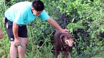 อ่างทอง กู้ภัยช่วยสุนัขโดเบอร์แมนหลงทางติดตาข่ายสนามฟุตบอล