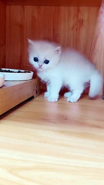 Cute and Funny Cat vs Dogs Videos Compilation 2021