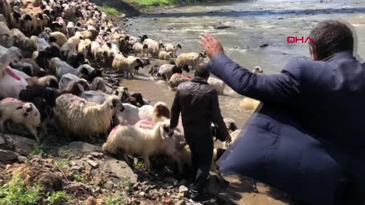 KARS KIRKILAN KOYUNLARI KARS ÇAYI'NDA YIKADILAR