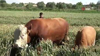 Bursa'da araba fiyatına kurbanlık boğa! Tam 1 ton 150 kilo...