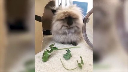 Funniest  Dogs and  Cats - Awesome Funny Pet Animals Videos