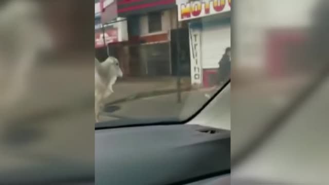 17 vacas sueltas causan varios heridos en Bolivia