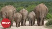 Los 15 elefantes “borrachos” siguen de excursión por China