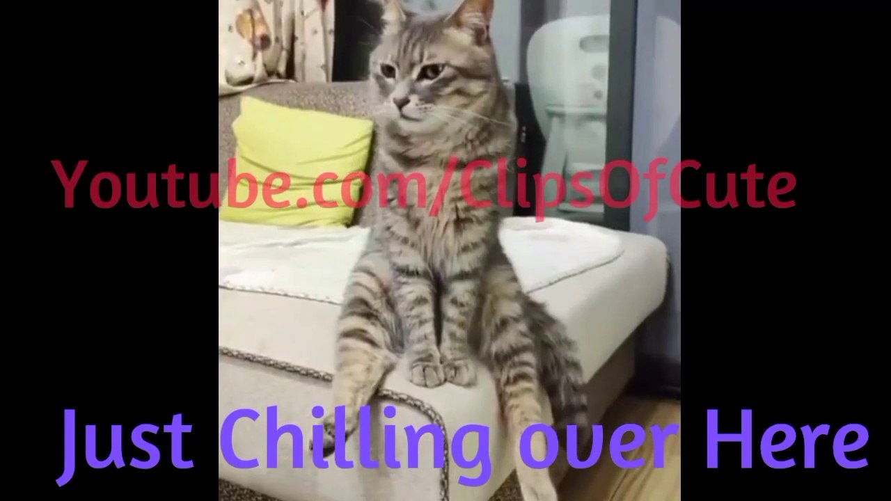 #CatsSayingMom #funnycatvideos A CuteFunnyCat #Chilling over the Bed _ Tom & Jerry Real Life