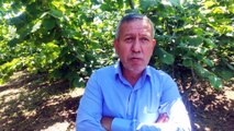 DÜZCE - Üreticiler fındık fiyatının açıklanmasını bekliyor
