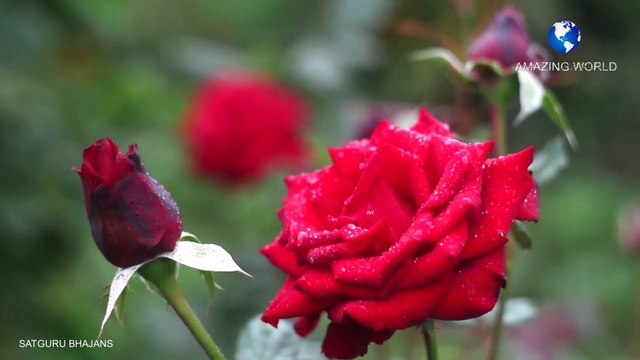 सतगुरुजी का भजन | Prem rawat bhajans | Satguruji ke dar pe aa gaya bhajan | | Guru maharaji bhajan | | Satguru maharaji bhajans