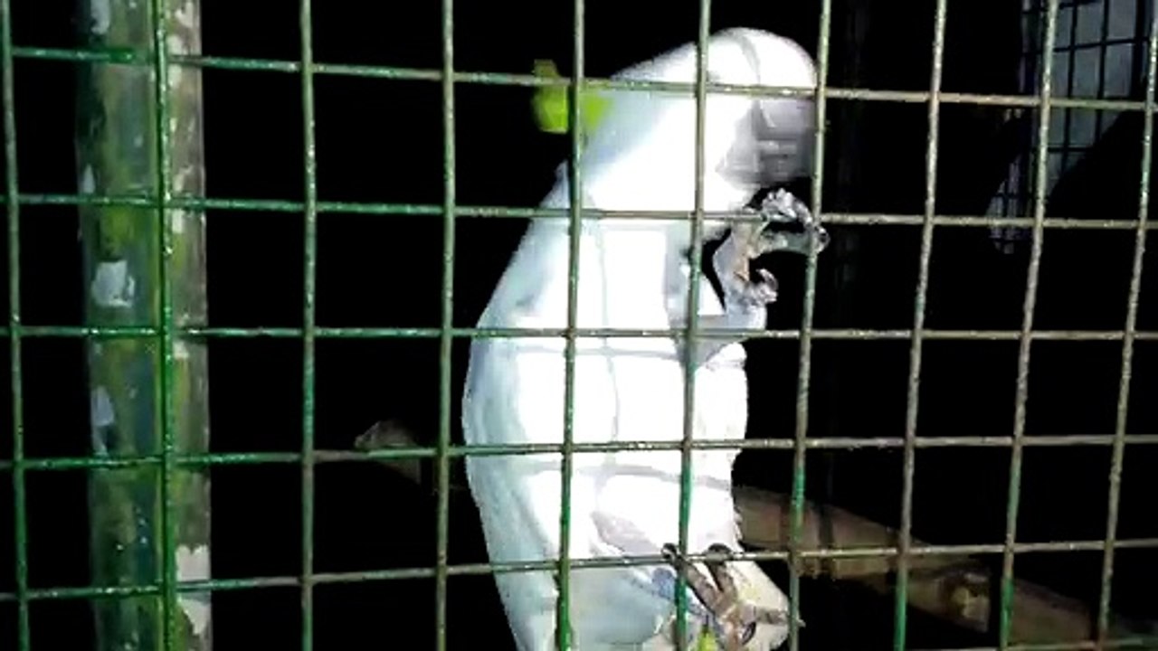 philippines talking parrot