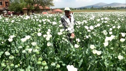 Haşhaş tarlaları beyaza büründü
