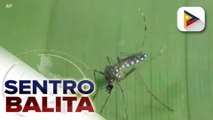 Dengue cases sa Yogyakarta, Indonesia, bumaba ng 77%; 28 elepante sa  Mudumalai, India, isinailalim sa COVID-19 testing; Ring of fire solar eclipse, nakita sa ilang parte ng Amerika at Canada