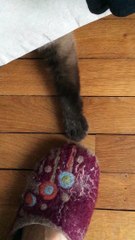Le chat et la pantoufle / Cat and slipper