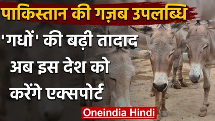 Pakistan Donkey Population: Pakistan में गधों की आबादी में भारी इजाफा | वनइंडिया हिंदी