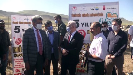 VAN - 16 besiciye 1600 küçükbaş hayvan desteği sağlandı