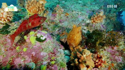 생방송 우리집 유치원 - 공룡나라로 떠나요_#003