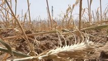 العراق.. الجفاف يتسبب في أضرار بالغة للأراضي الزراعية بمناطق قرميان