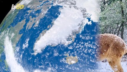 Alpacas Frolic in Rare Snowy Weather in Australia