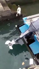 'Kurnaz Tilki' efsanesi yıkan köpek!