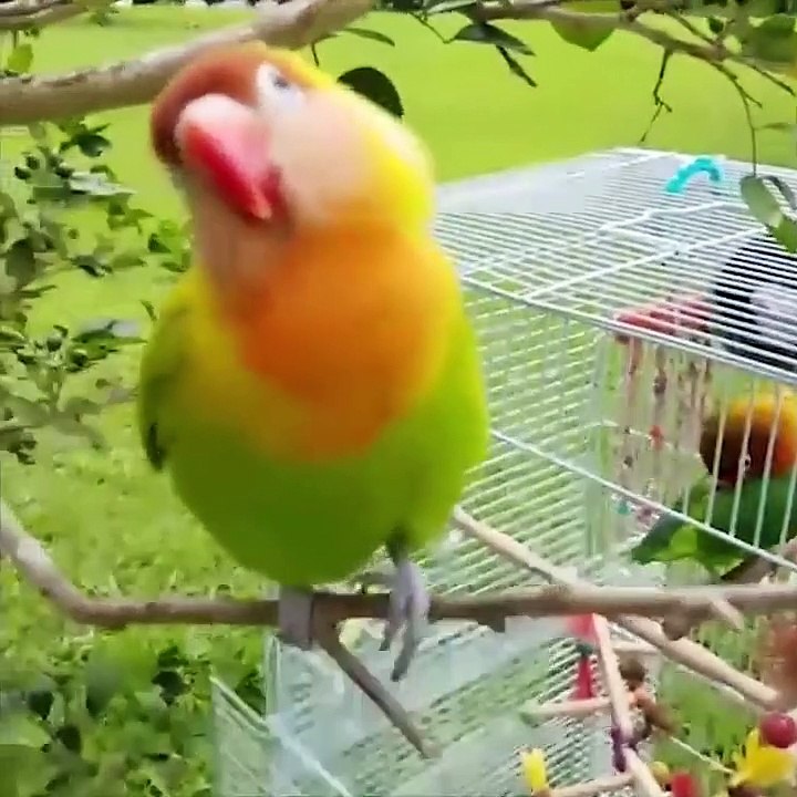 Cute baby animals Videos Compilation cute moment of the animals #80
