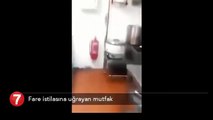 Fareler mutfağı istila etti!